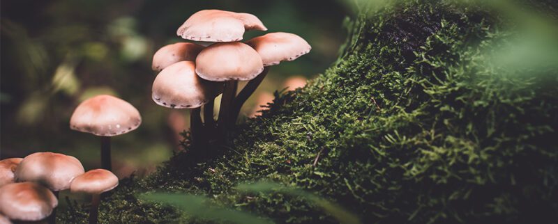 Is mushroom leather sustainable?